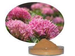 Bột Cao Khô Rhodiola Rosea